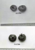 Click for 1 image(s) for this accession. FRUIT